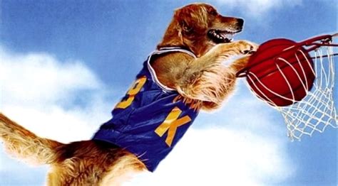 cachorro jogador de basquete